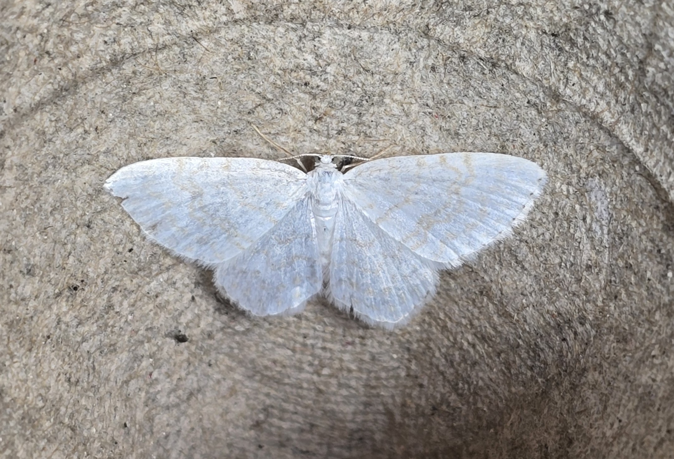 Photo of Small White Wave (Asthena albulata)